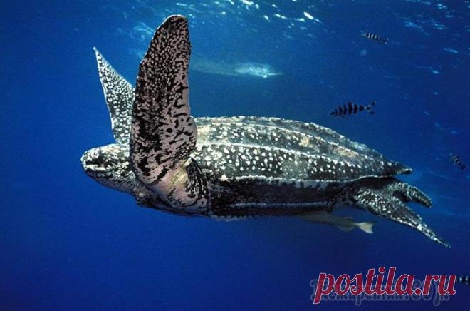 ТОП-7 животных-долгожителей