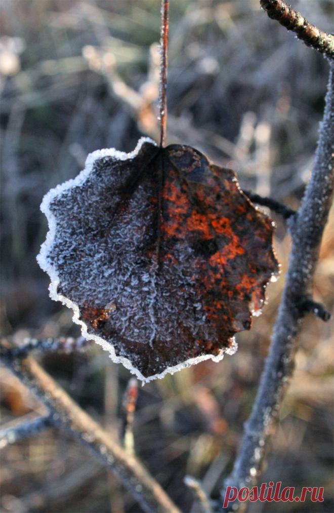 Тверская обл., октябрь 2010 г.