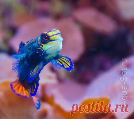 Рыбка мандаринка - Synchiropus splendidus