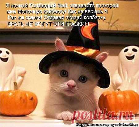 Кошки от Котоматрицы » Страница 217