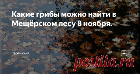 Какие грибы можно найти в Мещёрском лесу 8 ноября. 2019 год запомнится мне удивительно тёплым ноябрём. Обычно в это время в средней полосе России уже ложится постоянный снежный покров. Что не скажешь про нынешний ноябрь. зимой даже не пахнет.
В лесу стоит стойкий запах прелой листвы,
Вода в реке Пра чёрная. в тихих заводях старицы всё усыпано облетевшей листвой.