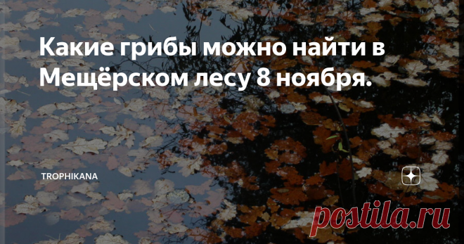 Какие грибы можно найти в Мещёрском лесу 8 ноября. 2019 год запомнится мне удивительно тёплым ноябрём. Обычно в это время в средней полосе России уже ложится постоянный снежный покров. Что не скажешь про нынешний ноябрь. зимой даже не пахнет.
В лесу стоит стойкий запах прелой листвы,
Вода в реке Пра чёрная. в тихих заводях старицы всё усыпано облетевшей листвой.