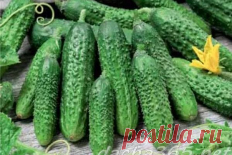 Лучшие сорта огурцов корнишонов самые урожайные для теплиц и открытого грунта
