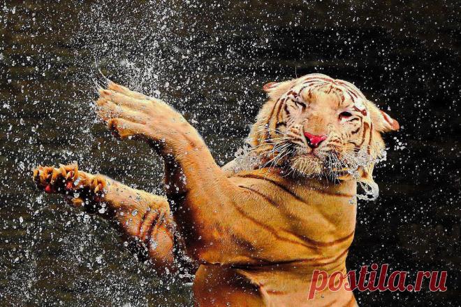 Лучшие фотографии животных со всего мира за неделю