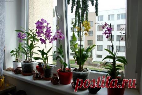 Пересадка орхидеи дендробиум (8 фото): как правильно пересадить орхидею дендробиум в горшок после покупки в домашних условиях пошагово?