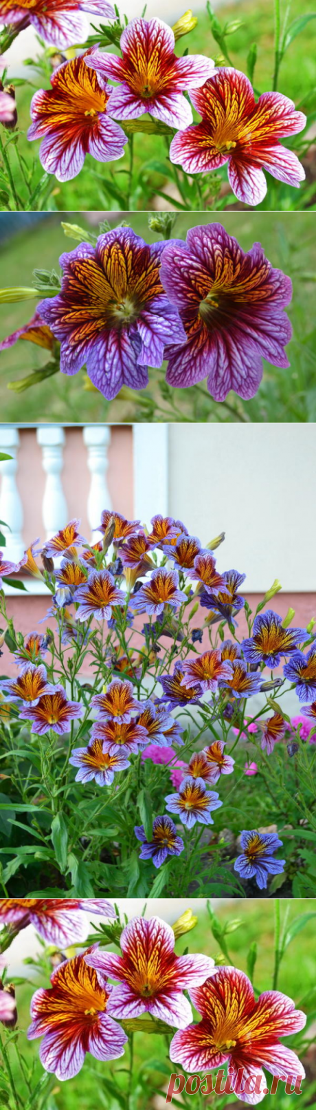 Сальпиглоссис выемчатый &quot;Летний карнавал&quot; - украшение сада