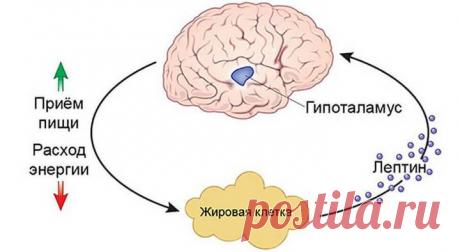Гормоны грелин и лептин: извечная борьба голода и сытости