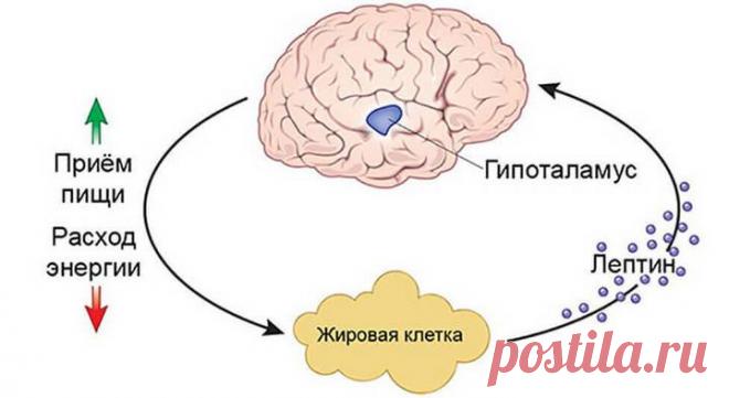 Гормоны грелин и лептин: извечная борьба голода и сытости