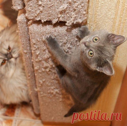 Как отучить кошку царапать мебель?