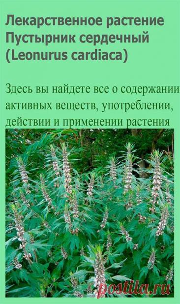 Лекарственное растение Пустырник сердечный (Leonurus cardiaca). Многолетнее растение высотой 50-150 см с грубыми ветвистыми стеблями. Прикорневые листья дланевидные, 3-7-, чаще 5-надрезные, крупнозубчатые, по направлению кверху постепенно мельчают; верхние стеблевые листья 3-лопастные.