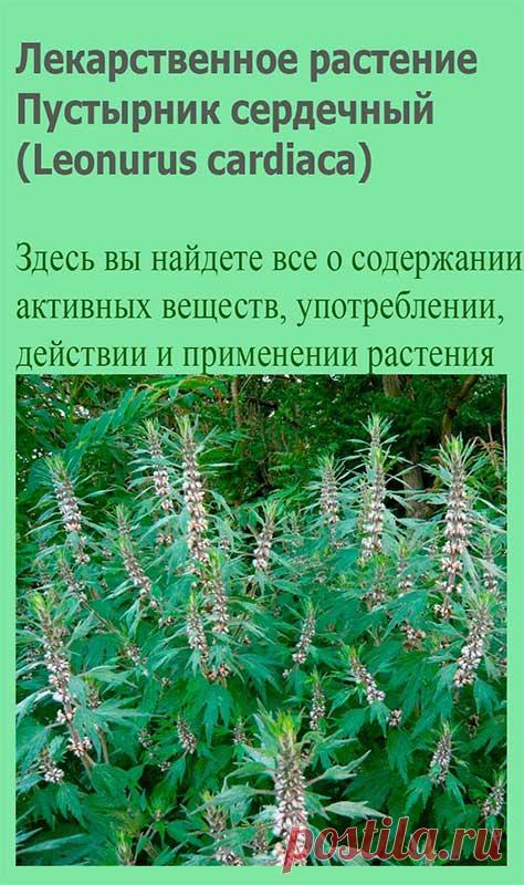 Лекарственное растение Пустырник сердечный (Leonurus cardiaca). Многолетнее растение высотой 50-150 см с грубыми ветвистыми стеблями. Прикорневые листья дланевидные, 3-7-, чаще 5-надрезные, крупнозубчатые, по направлению кверху постепенно мельчают; верхние стеблевые листья 3-лопастные.
