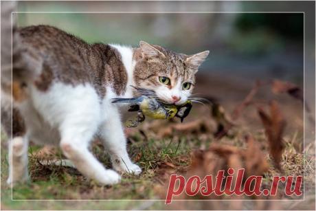 Кошки — это ночные охотники-одиночки. – Я Рожден в Советском Союзе !! Фильмы, Мультфильмы времен СССР..., пользователь Тумбина Марина | Группы Мой Мир