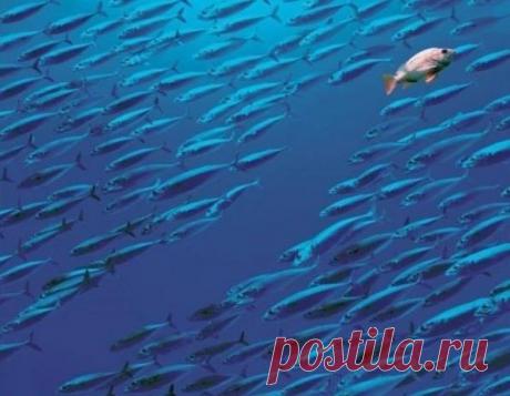 Что ты выберешь? Что такое каждый день, если не постоянный выбор между правильным путем и простым? Десять тысяч ручьев разбегаются перед вами, точно в дельте реки, — и каждый обещает провести дорогой наименьшего сопротивления. Но вы берете курс вверх по течению. Когда вы делаете этот выбор, когда решаете повернуться спиной к удобству, безопасности и тому, что некоторые называют «здравым смыслом» (вы же знаете, что это просто оправдание тех, кто не хочет меняться?), наступает день первый…