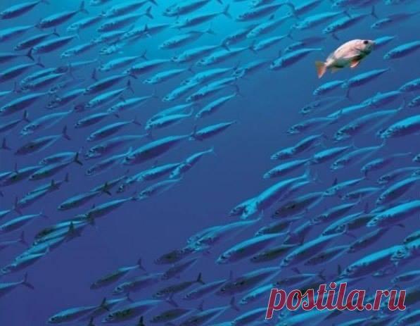 Что ты выберешь? Что такое каждый день, если не постоянный выбор между правильным путем и простым? Десять тысяч ручьев разбегаются перед вами, точно в дельте реки, — и каждый обещает провести дорогой наименьшего сопротивления. Но вы берете курс вверх по течению. Когда вы делаете этот выбор, когда решаете повернуться спиной к удобству, безопасности и тому, что некоторые называют «здравым смыслом» (вы же знаете, что это просто оправдание тех, кто не хочет меняться?), наступает день первый…