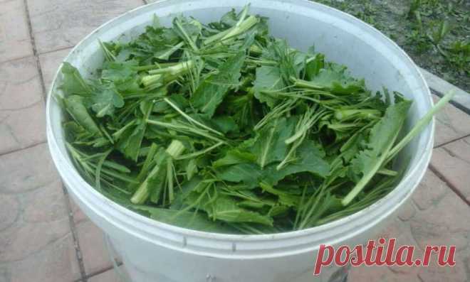 Хрена полный огород – не ленись, хреном лечись! Очищает сосуды, лечит гипертонию, стенокардию и желчный пузырь