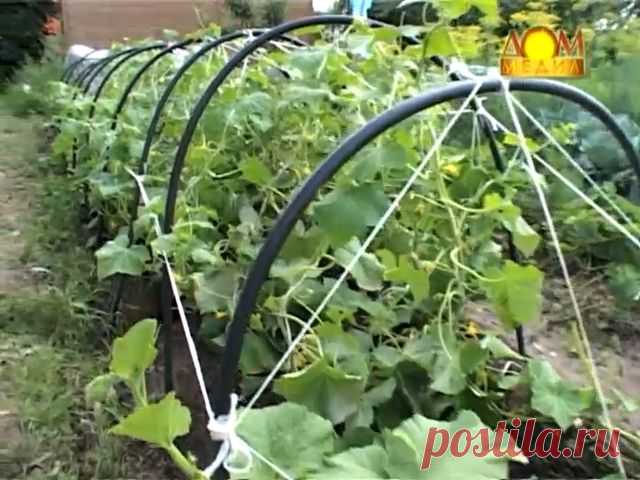 сроки посева свеклы в открытый грунт: 6 тыс изображений найдено в Яндекс.Картинках