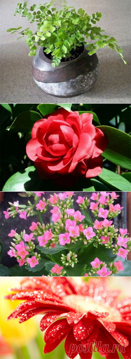 Полезные растения для дома с описанием. — Всегда в форме!