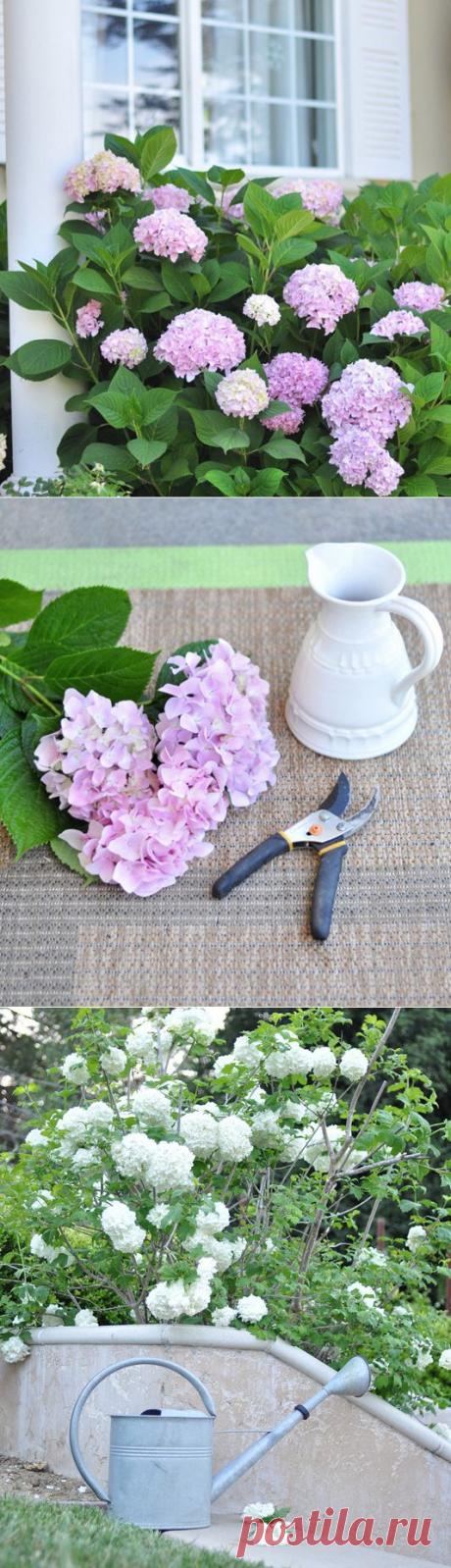 Любимая гортензия. Выращивание в саду, уход, черенкование и советы.
