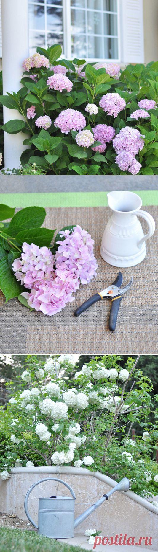 Любимая гортензия. Выращивание в саду, уход, черенкование и советы.