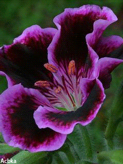 Марина Гончарова - Google+