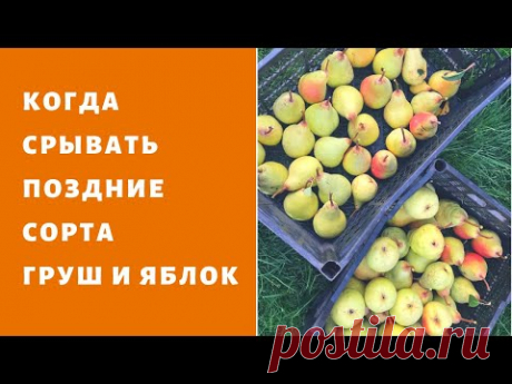 Зимние сорта груш ,яблок. Когда срывать и как укладывать на зимовку ?