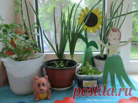 Как мы выращивали зелень на своем подоконнике | Блог Ирины Зайцевой