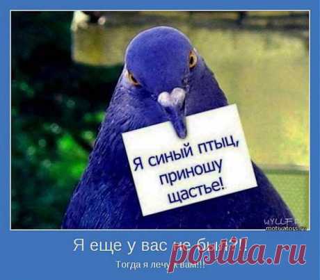 Плейкаст «Пусть в вашем доме поселится счастье!!!»