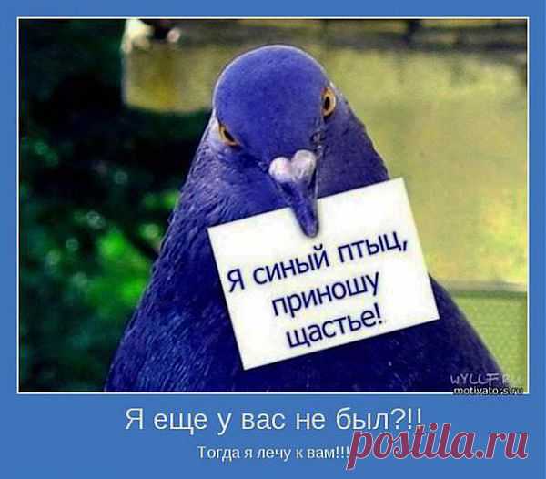 Плейкаст «Пусть в вашем доме поселится счастье!!!»