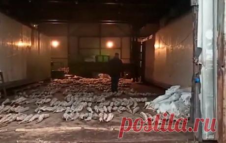 В Московском регионе изъяли более 2,5 т браконьерского осетра. Сумма причиненного ущерба водным биологическим ресурсам превышает 120 млн рублей Об этом сообщила пресс-служба Московско-Окского территориального управления Федерального агентства по рыболовству. «В январе 2017 г. сотрудники Московско-Окского ТУ Росрыболовства провели рейд по пресечению нарушений законодательства в области рыболовства на территории Московского региона. В результате рейда на реке Клязьма выявлены нарушения правил ло…