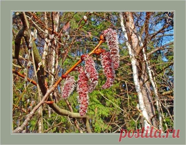 Природные подсказки для огородников! | 6 соток