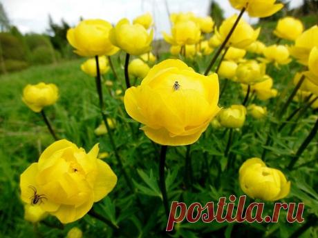Купальница / Trollius | НА ЗАВАЛИНКЕ