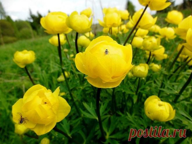 Купальница / Trollius | НА ЗАВАЛИНКЕ