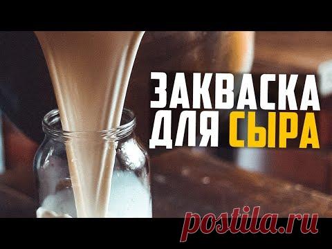 Закваска для сыра своими руками