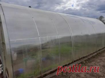 Зачем белить теплицу изнутри: и почему это нужно делать не весной, а осенью. Причина проста — после сбора урожая внутри остаются споры грибков и бактерии.