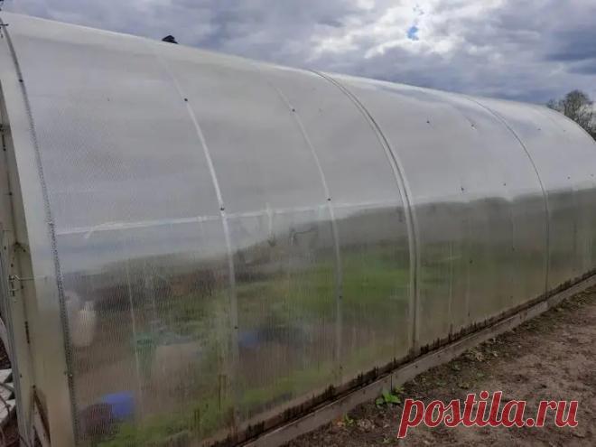 Зачем белить теплицу изнутри: и почему это нужно делать не весной, а осенью. Причина проста — после сбора урожая внутри остаются споры грибков и бактерии.