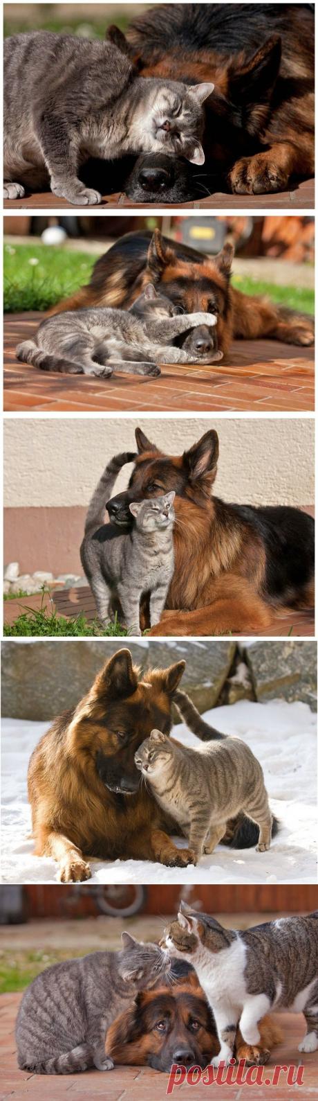 О настоящей дружбе: кошка и собака. Фотограф Tina M..