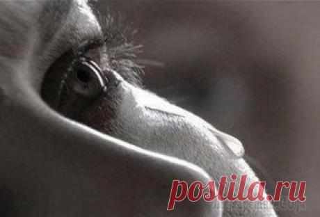 Б Е Д А (25 марта 2018) Было ль когда-то начало,Знают ли где и когда?Вот она нас и догнала Страшная эта беда.Ветки, по локоть облезлыеК небу подняли персты...Что ж вы завыли, болезные,Ветром отчаянья в стынь?!Мечутся малые в...