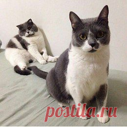 Котики - муркотики