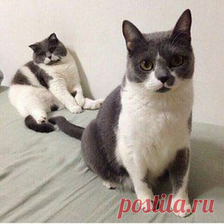 Котики - муркотики