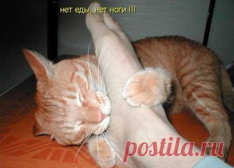 Новый выпуск с котиками - 14 февраля - страница 15