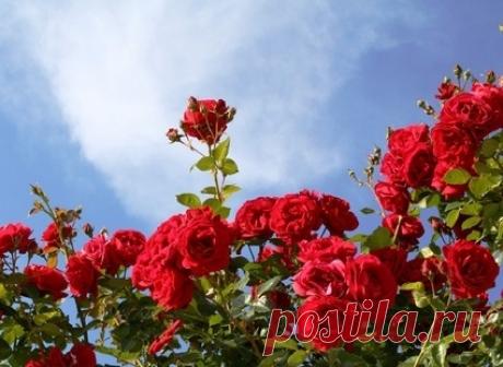 Цветы - обои на рабочий стол бесплатно