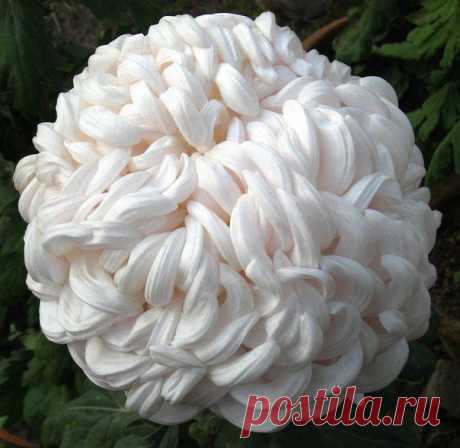 хх