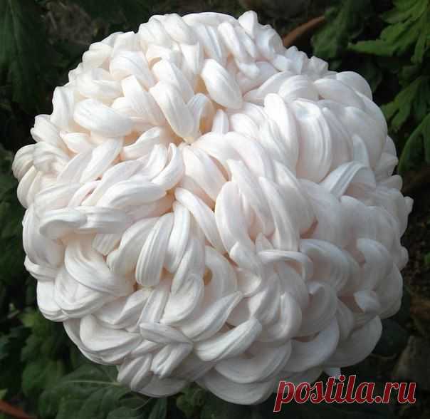 хх
