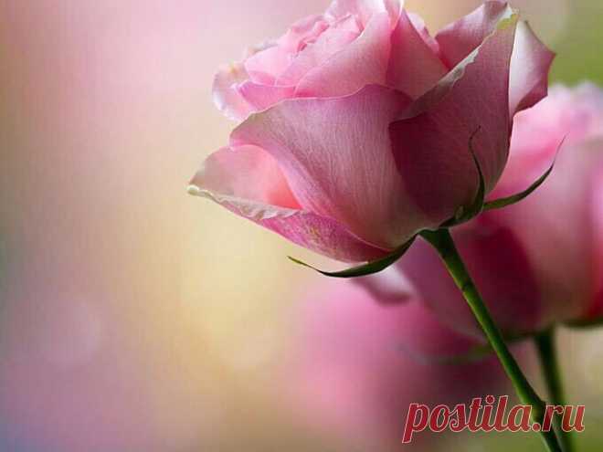 (26) Твиттер