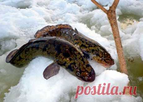 Рыбалка видео: Тычки на зимнего налима