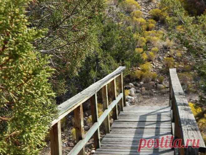 Мостик в детство (1) Loni Hoots