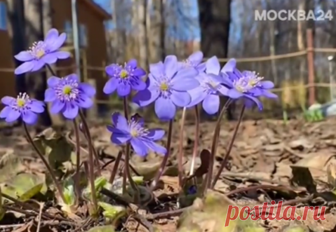 В парке «Северное Тушино» распустился редчайший цветок На природных территориях столицы продолжают распускаться раннецветущие растения. Так, в парке «Северное Тушино» экологи заметили печёночницу благородную. Цветок считается одним из редчайших и занесён в Красную книгу Москвы под 1-й категорией, - сообщает интернет-издание 