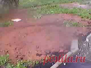 Купил наш Саша Киа-Моторс. Тот вдруг нечаянно впал в штопорс.
И Саша вдруг оказался во тьме. Он поздно, но понял, что он утонул.. В дерьме..