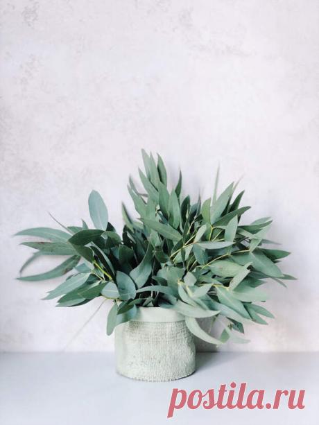 Хлорофиллипт. Натуральные лекарственные средства. - медиаплатформа МирТесен Как часто при первых симптомах заболевания мы начинаем глотать «серьёзные» лекарства. Пичкаем свой организм «химией», пытаясь поскорее поправиться, но упускаем из вида, что все химические лекарственные средства непременно окажут негативное влияние на внутренние органы. Мы поправимся, но через