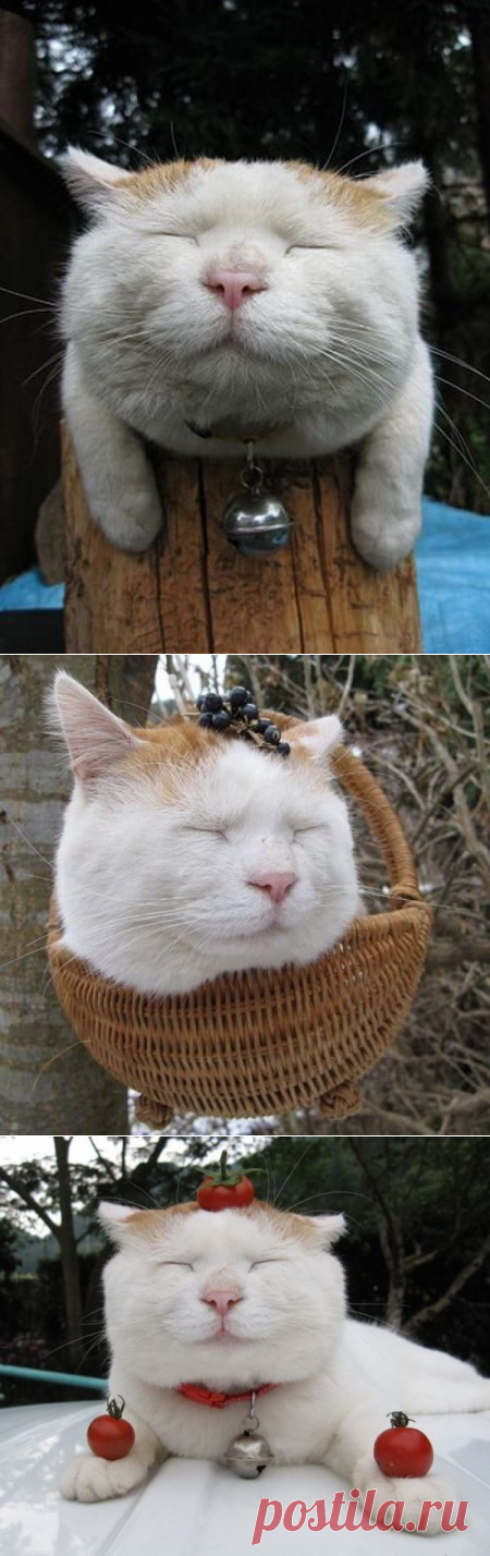 Самый ленивый кот в мире / Питомцы